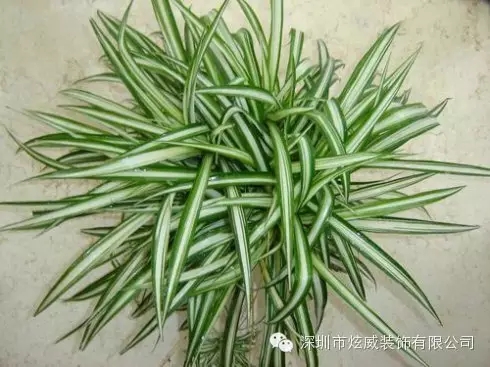 新房装修甲醛怎么去除？来这里看多种有效方法