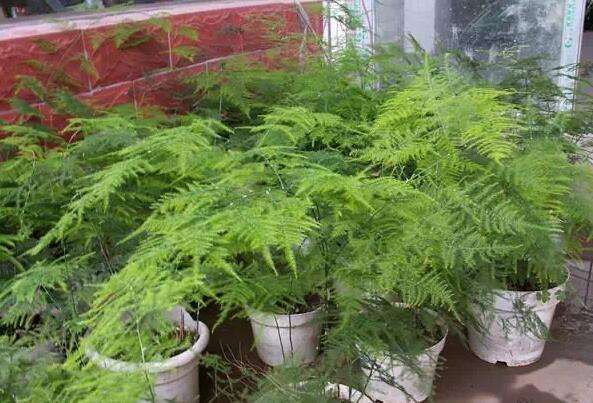 坪山装修公司分享室内空气净化较强的植物
